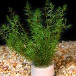 Bacopa myriophylloides Photo and care
