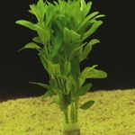 Foto Aquarienpflanzen Gezahnten Wasser Ysop (Bacopa crenata), Grün