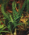 African Zwiebelpflanze Süßwasser Pflanzen  Foto