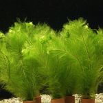 Foxtail Freshwater Plants  Photo