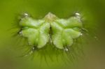 muschi Trapa Ricciocarpus  fotografie
