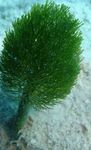 Borotvapamacs Növény tengeri növények (tengervizes)  fénykép