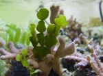 Halimeda Növény tengeri növények (tengervizes)  fénykép