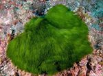 Leánykori Haját Növény tengeri növények (tengervizes)  fénykép