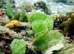 Lüfteranlage Meerjungfrau Meerespflanzen (Meerwasser)  Foto