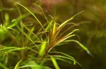 Foto Aquarienpflanzen Blyxa Alternifolia, Braun