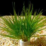 Blyxa japonica Photo and care