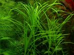 Blyxa sp Vietnam Freshwater Plants  Photo