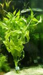 foto Piante d'Acquario Senegal Tè (Gymnocoronis spilanthoides), Verde