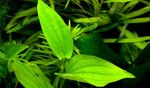 Photo Aquarium Plants Saururus chinensis (Saururus chinensis, Spathium chinense), Green