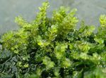 Foto Aquarienpflanzen Perle Moos (Blepharostoma trichophyllum), Grün