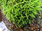 Photo Aquarium Plants Triangle Moss (Cratoneuron filicinum), Green