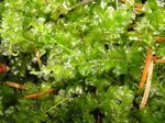 Foto Aquarienpflanzen Mini Perlenmoos (Plagiomnium affine), Grün