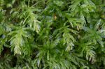 Foto Aquarienpflanzen Harts Zunge Thymian Moos (Plagiomnium undulatum), Grün