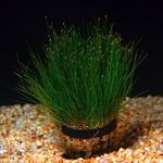 Foto Aquarienpflanzen Zwerg Haar Gras (Eleocharis parvula), Grün