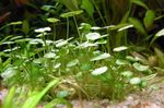 foto Piante d'Acquario Pennywort Whorled, Palude Pennywort (Hydrocotyle verticillata), Verde