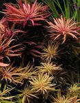 Limnophila aromatica Photo and care