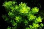 Photo Aquarium Plants Featherfoil (Hottonia palustris), Green