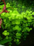 Photo Aquarium Plants Baby Tears (Lindernia rotundifolia), Green