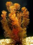 Red Millfoil, Foxtail Freshwater Plants  Photo