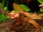 Foto Aquarienpflanzen Nymphaea Stellata, Rot