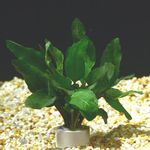 Photo Aquarium Plants American Water Cress (Rorippa aquatica), Green