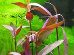 Foto Aquarienpflanzen Alternanthera Sessilis, Rot