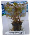 Photo Aquarium Plants Alternanthera-ocipus (Alternanthera ocipus), Green
