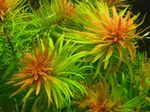 Ludwigia inclinata Freshwater Plants  Photo