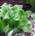 Photo Aquarium Plants Thin-leaf Brookweed (Samolus valerandi), Green