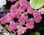 Red Root Floater Freshwater Plants  Photo