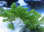 Grape Caulerpa námornej rastliny (morská voda)  fotografie