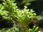 鋸歯状の緑の海藻 海洋植物（海水）  フォト