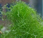 Spaghetti algae (Green Hair Algae) Marine Plants (Sea Water)  Photo