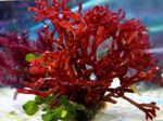 Red Aļģes jūras augi (jūras ūdens)  Foto