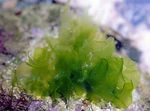 Morska Solata morskih rastlin  fotografija