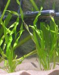 Photo Aquarium Plants Straight vallisneria (Vallisneria spiralis), Green