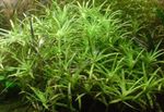 Stargrass Photo and care
