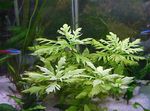  Water wisteria  Photo
