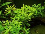 Photo Aquarium Plants Dwarf hygrophila (Hygrophila polysperma), Green