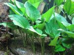 Eidechsenschwanz Süßwasser Pflanzen  Foto