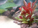 Red hygrophila Photo and care