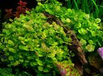 Photo Aquarium Plants Chinese ivy, Japanese cress (Cardamine lyrata), Green