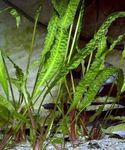 Cryptocoryne Aponogetifolia Süßwasser Pflanzen  Foto