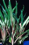 Фото Акваріумні рослини Криптокорина Білувата (Криптокорина Албіда) (Cryptocoryne albida), Зелений