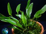 Photo Aquarium Plants Cryptocoryne lucens, Green