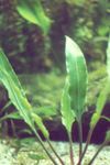 Foto Aquarienpflanzen Cryptocoryne Ciliata, Grün