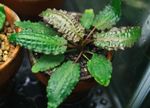 Фото Акваріумні рослини Криптокорина Споріднена (Cryptocoryne affinis), Зелений