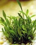 Foto Aquarienpflanzen Cryptocoryne Parva, Grün