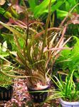 Foto Aquarienpflanzen Cryptocoryne Retrospiralis, Rot